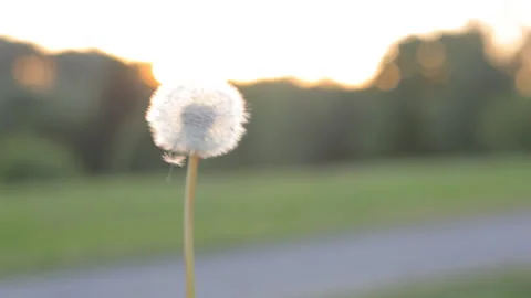 Blowing white dandelion flying in the wind against the backdrop of a sunset. Video stock 111293849