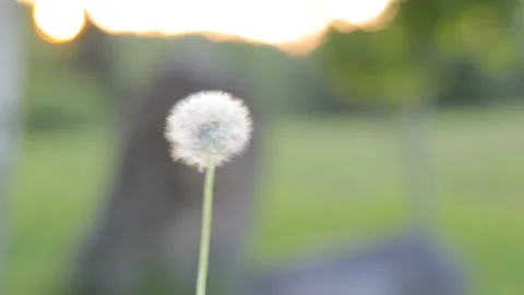 Blowing white dandelion flying in the wind against the backdrop of a sunset. Stock Footage 111293880