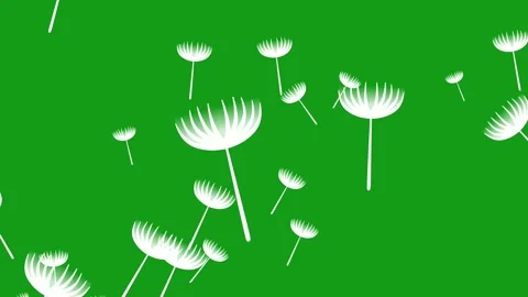 Blowing white flowers motion graphics with green screen background Stock Footage 134226345