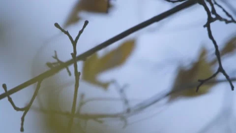 Blowing in the wind 2 Stock Footage 162338392