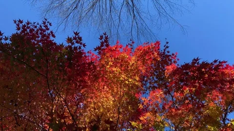 Blowing wind against to maple multicolored leaf tree over blue sky Stock Footage 263024300