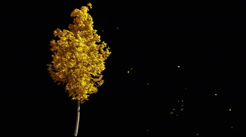 Blowing on the wind autumn yellow tree isolated with alpha Vidéo 67553107