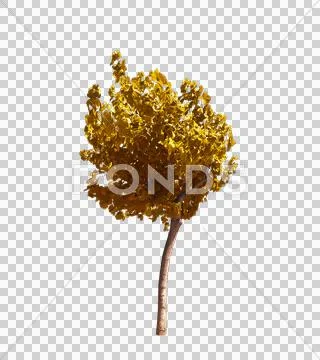 Blowing on the wind autumn yellow tree isolated with alpha Stock Photos