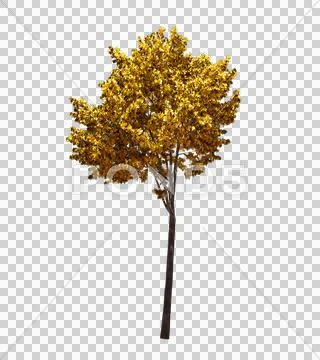 Blowing on the wind autumn yellow tree isolated with alpha Stock Photos
