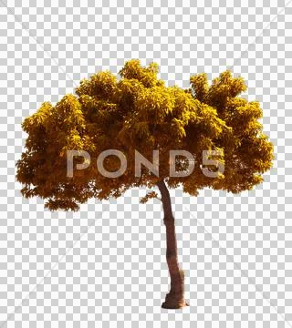 Blowing on the wind autumn yellow tree isolated with alpha Stock Photos