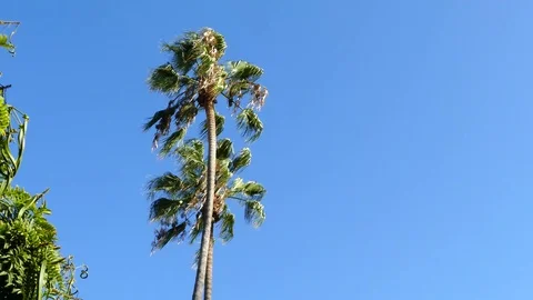 Blowing In The Wind Stock Footage 123947446