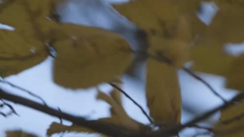Blowing in the wind Stock Footage 162338400