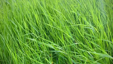 Blowing Wind on Green Fields, Grass Stock Footage 233827463