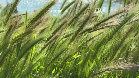 Blowing Wind on Green Fields, Grass, close up Stock Footage 243854485