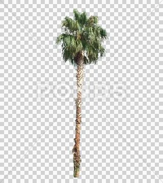 Blowing on the wind green full size real tropical palm tree wiith alpha Stock Photos