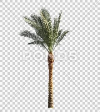 Blowing on the wind green full size real tropical palm tree wiith alpha Stock Photos