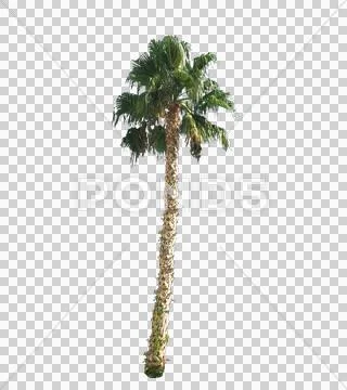 Blowing on the wind green full size real tropical palm tree wiith alpha Stock Photos
