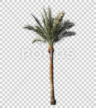 Blowing on the wind green full size real tropical palm tree wiith alpha Stock Photos