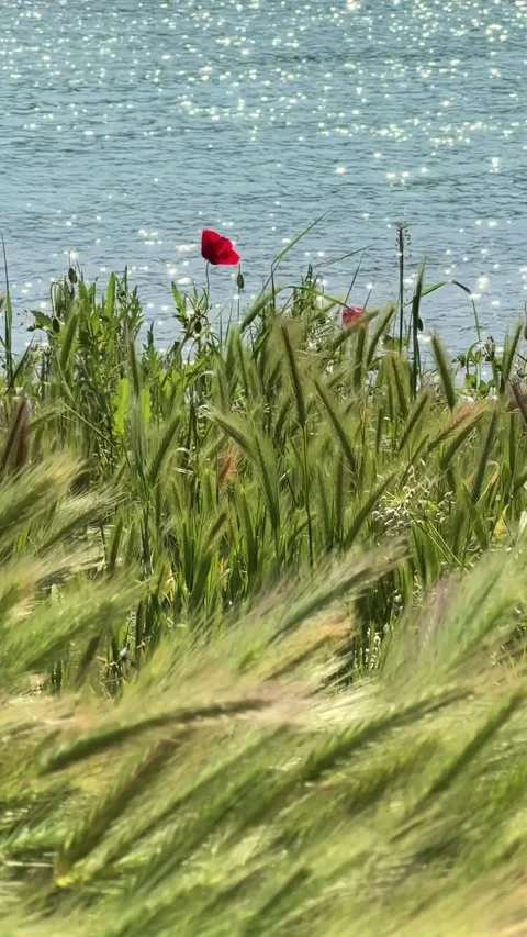 Blowing Wind on Green grass Fields, red poppy, sea Stock Footage 240191409