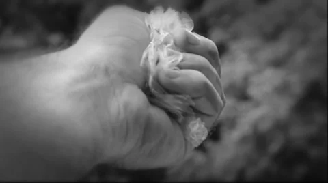 Blowing in the wind (greyscale, black and white) Stock Footage 35520221