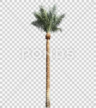 Blowing on the wind long full size real tropical palm tree wiith alpha Stock Photos