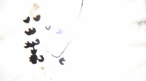 Blowing In The Wind Rack Focus of Leaves, Flower Buds and Branches Stock Footage 34498744