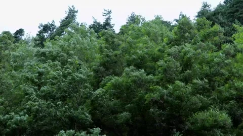 Blowing wind rain storm damage tree. Bad weather storm city. Heavy rain and.. Stock Footage 241398932