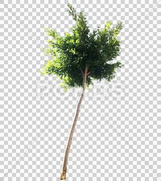 Blowing on the wind tree isolated with alpha Stock Photos