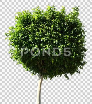 Blowing on the wind tree isolated with alpha Stock Photos