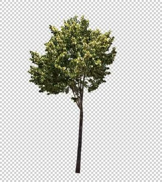 Blowing on the wind tree isolated with alpha Stock Photos