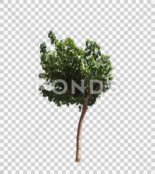 Blowing on the wind tree isolated with alpha Stock Photos