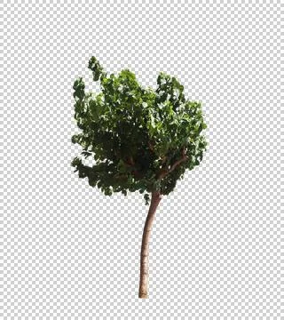 Blowing on the wind tree isolated with alpha Stock Photos