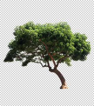 Blowing on the wind tree isolated with alpha Stock Photos