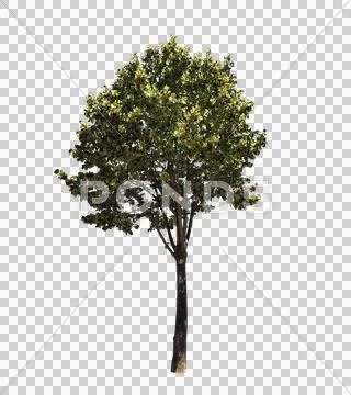 Blowing on the wind tree isolated with alpha Stock Photos