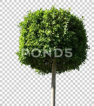 Blowing on the wind tree isolated with alpha Stock Photos