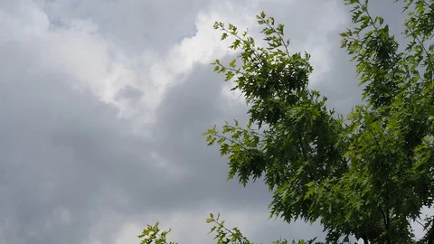 Blowing wind in the tree with moving and changing clouds.Timelapse Stock Footage 129087687