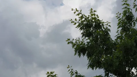 Blowing wind in the tree with moving and changing clouds.Timelapse Stock Footage 129087874
