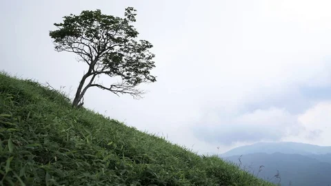 Blowing Wing Against Standing Alone Tree on Mountain with Cloudy Sky Stock Footage 129303571
