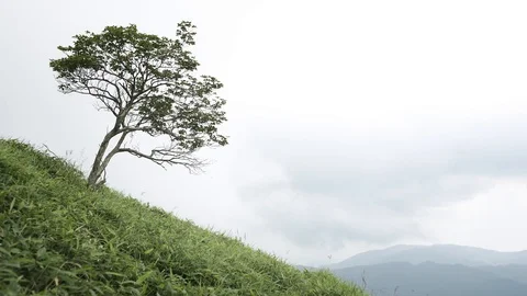 Blowing Wing Against Standing Alone Tree on Mountain with Cloudy Sky Stock Footage 129303628