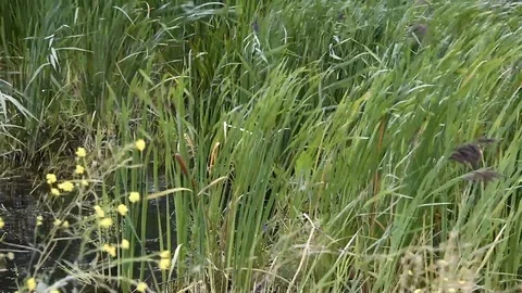 BlowingGrasses 動画素材 124026943