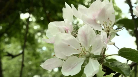 Blown apple flower in the park. Close up shot. Clean and bright daytime. Stock Footage 64954357