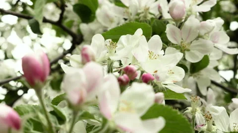 Blown apple flower swaying in the wind. Close up shot. Clean and bright daytime. Video stock 64954884