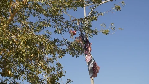 A blown balloon on a tree Stock Footage 86605921