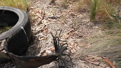 Blown car tyre left in bush illegal dumping Stock Footage 211004243