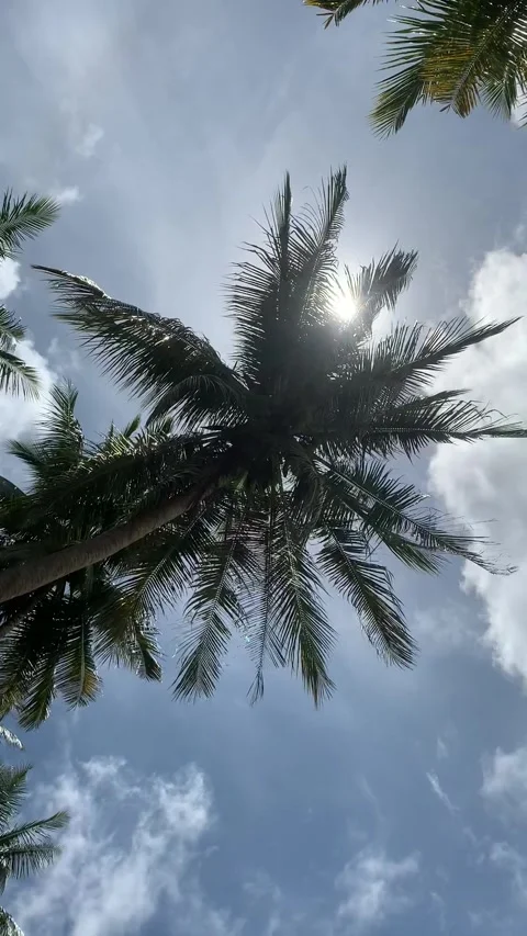 Blown coconut Stock Footage 242212520