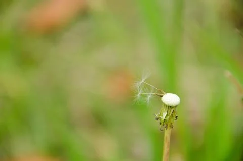 Blown dandelion head Foto stock