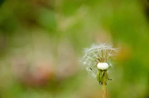 Blown dandelion head Stock Photos