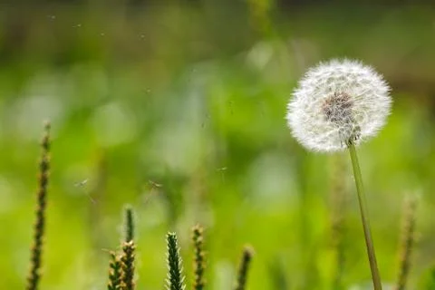 Blown dandelion Stock Photos