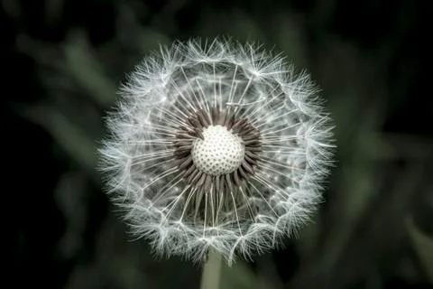 Blown dandelion seed head Stock Photos