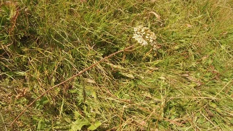Blown flower from the wind in the high mountains Video stock 79884763