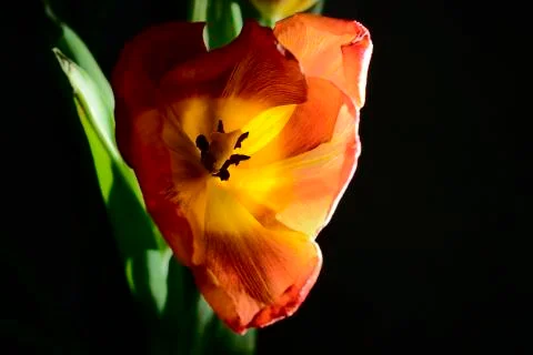 Blown red tulip Stock Photos