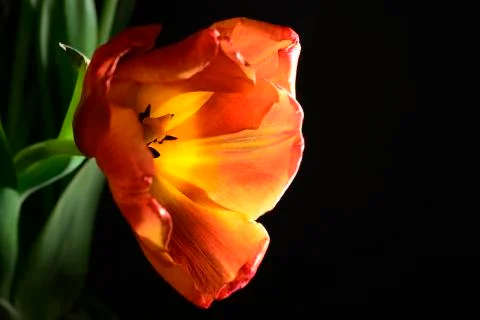 Blown red tulip Stock Photos