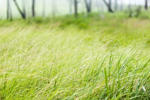 Blown by the wind Stock Photos