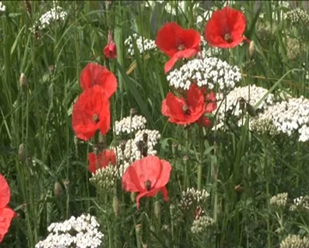 Blowroses by highway Stock Footage 8551835