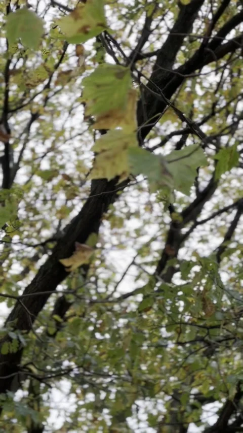 Blows with the rhythm of nature Stock Footage 232589452